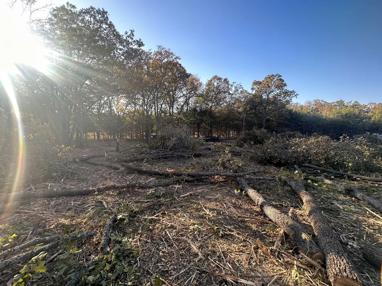 Downed timber across a tract during clearing